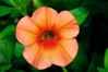 Calibrachoa hybrida - Callie® Orange 