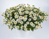 Bidens ferulifolia - Select White Collar