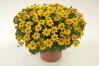 Bidens ferulifolia - Select Yellow Charm
