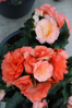 Begonia tuberhybrida - Limitless® Compact Salmon Shades
