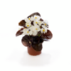 Begonia semperflorens - Ascot Bronze White 