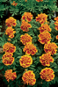Tagetes patula nana - Aton Bee 