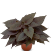 Ipomoea batatas - Sidekick Heart Black 
