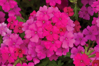 Verbena hybrida - Magelana Hot Rose 