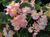 Begonia semperflorens - Ascot Rose Bicolor 