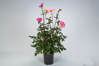 Dahlia x hybrida - Jiřinka Dahlegria Light Rose 