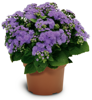 Ageratum houstonianum - Artist® Basso Blue 