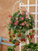 Fragaria x ananassa F1 - Fragoo® Hot Pink Frisan 