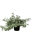 Helichrysum petiolare - Petiolare Blue Green Leaved 