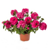 Verbena hybrida - Lanai® Deep PInk Imp.
