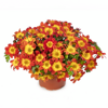 Bidens ferulifolia - Brazen Imperial Luck 