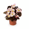 Begonia semperflorens - Ascot Bronze Rose Bicolor 