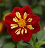 Dahlia x hybrida - Jiřinka Goldalia Scarlet