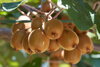 Kiwi samosprašné `Jenny`