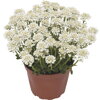Iberka `Snowdrift`