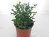 Zimolez kloboukatý `Mossgreem`
