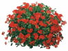 Převislý muškát - Cascade® Feuer