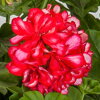 Převislý muškát - Corriente Arctic Red