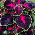 Solenostemon scutellarioides - Mezmerize Chocolate Rose