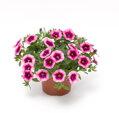 Calibrachoa Hybrida - Cabrio Eclipse Strawberry