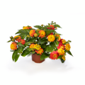 Lantana camara - Bandolista Mango 