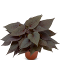 Ipomoea batatas - Sidekick Heart Black 