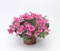 Petunia hybrida - Dekko Rose Star 
