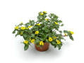 Sanvitalia speciosa - Cuzco® Trailing Yellow 