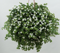 Sutera hybrida - Scopia® Gulliver Dynamic White 