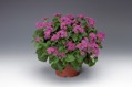 Ageratum houstonianum - Artist® Basso Rose 