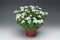 Ageratum houstonianum - Artist® Basso White 