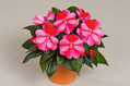 Impatiens New Guinea - Sonic® Sweet Purple 
