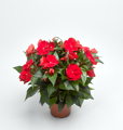 Impatiens New Guinea - Mattina Red 22 