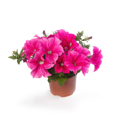 Petunia hybrida - Sanguna® Mega Rose Vein 