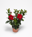 Mandevilla Hybrida - Rio® Deep Red 