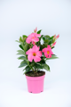 Mandevilla Hybrida - Rio® Pink 