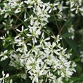 Euphorbia Hypericifolia - Snow Blizzard