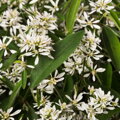 Euphorbia Hypericifolia - Snow Blizzard Double