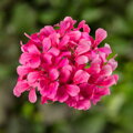 Převislý muškát -Super Cascade Rose