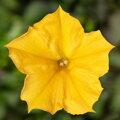 Petunia hybrida - LTD Dekko Yellow