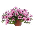 Petunia hybrida - Dekko Rose Vein