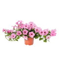 Petunia hybrida - Garden Supreme Sweet Pink