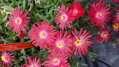 Delosperma cultivars sel® - Lido Magenta