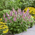 Agastache x hybrida - Beelicious Pink