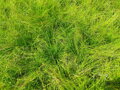 Kostřava sivá `Green`