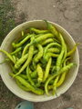 Paprika kozí roh pálivá