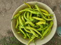 Paprika kozí roh sladká