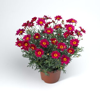 Argyranthemum frutescens - Molimba® M Deep Rose