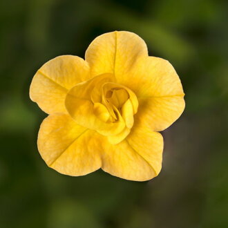 Calibrachoa Hybrida - Callie® Double Yellow