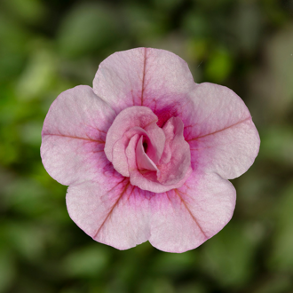 Calibrachoa Hybrida - Callie® Double Rose Dark Eye